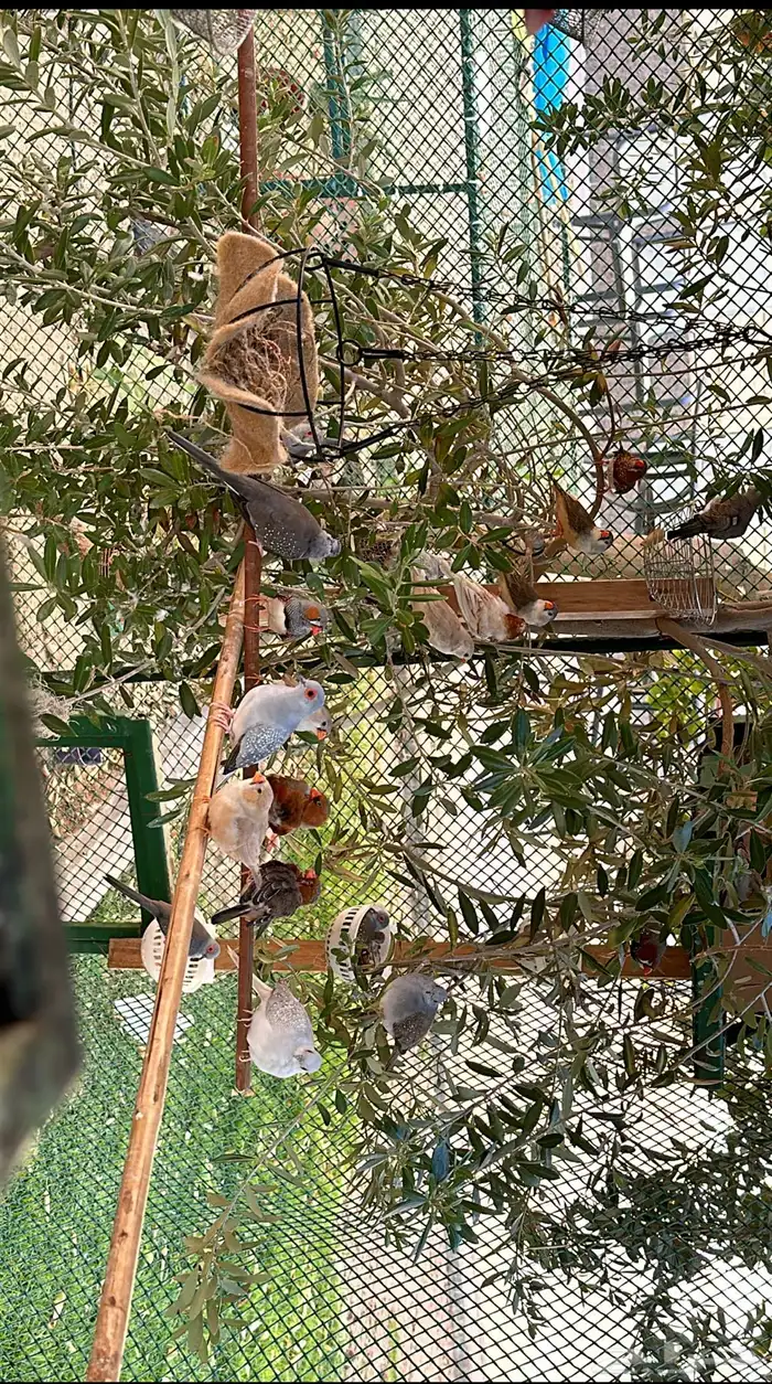 يمام ماسي 0