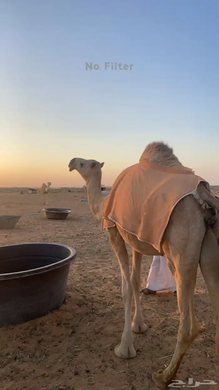 بكره كفوو 0