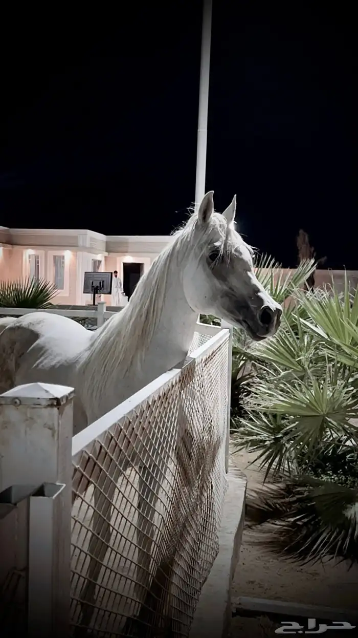 مربط واسطبل خيل 3