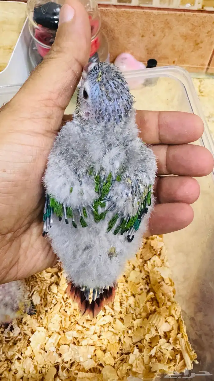 فروخ كنيور يلو سايد رد فاكتور 0