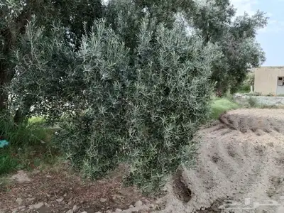 مستعدون لتركيب شبكات الرى و تأسيس مزارع الخضروات و الفواكه 14
