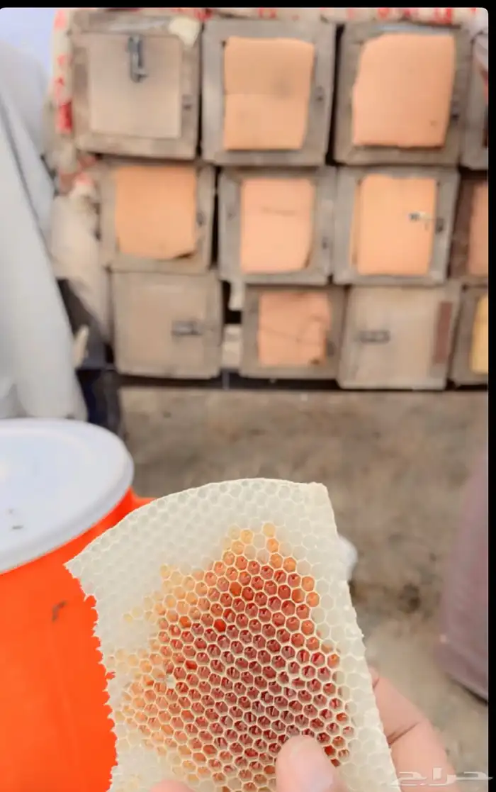 عسل اصلي بلدي طبيعي 4