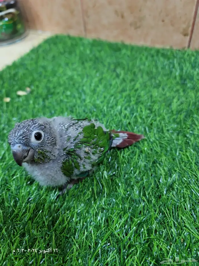 فروخ كنيور يلو سايد رد فاكتور 2