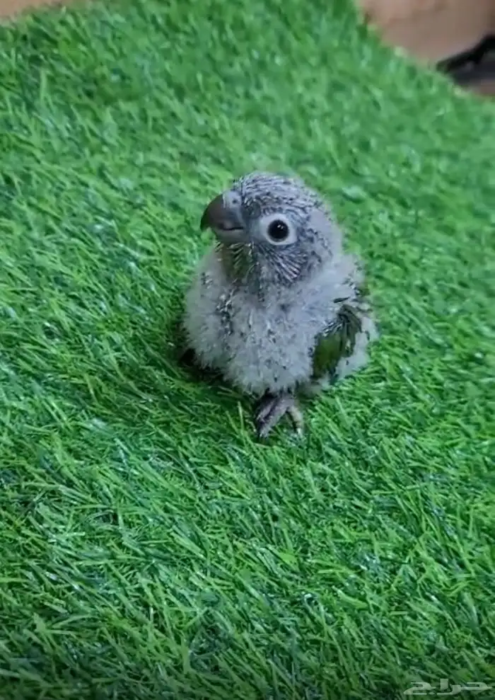 فروخ كنيور يلو سايد رد فاكتور 1