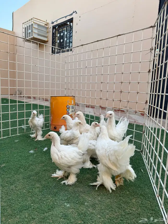 صوص دجاج براهما مستويات تم للبيع 3