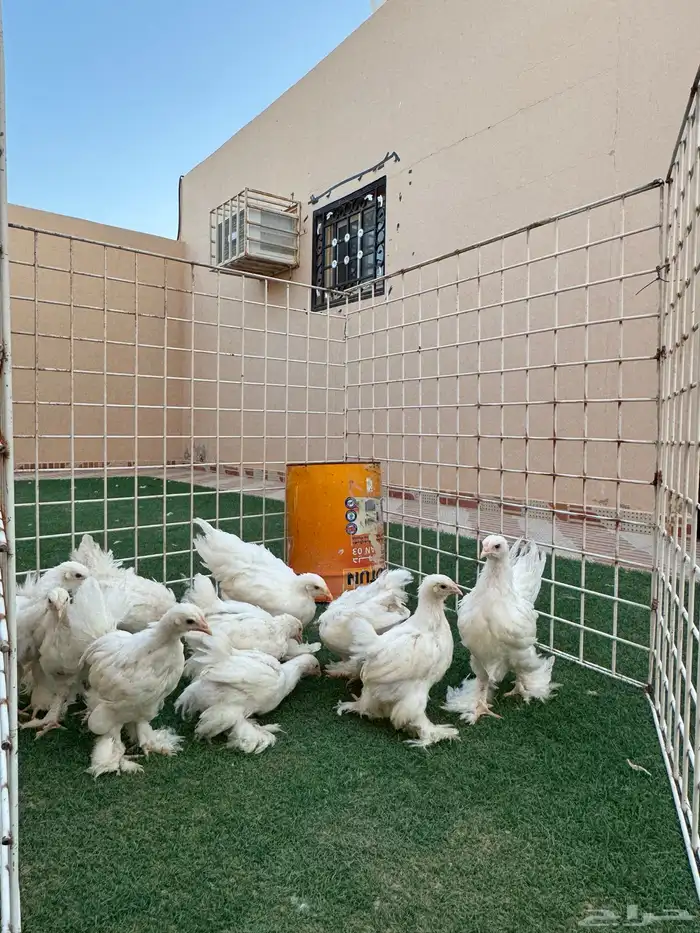 صوص دجاج براهما مستويات تم للبيع 1