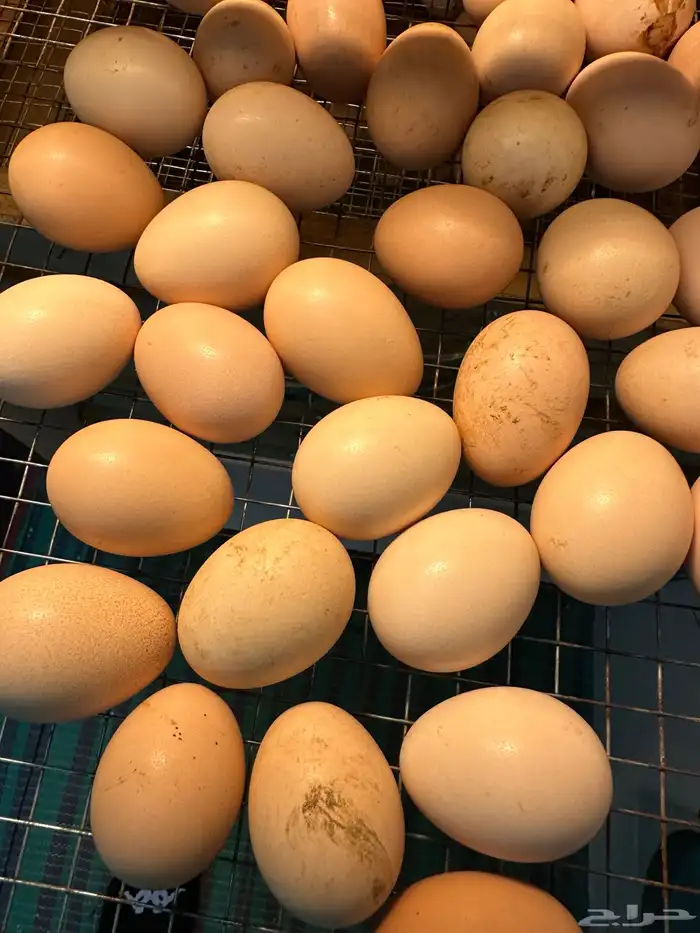 بيض دجاج فرنسي أحمر بيور مخصب للفقاسات تخصيب عالي مع الضمان 13