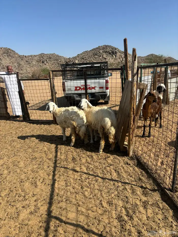 الشميسي طريق الخواجات 1