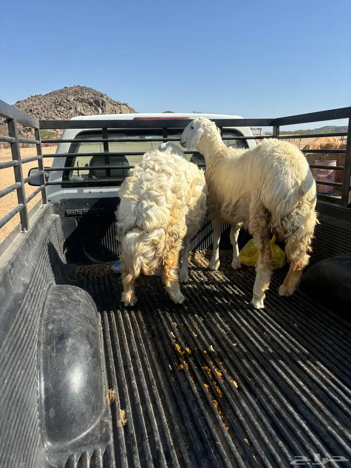 الشميسي طريق الخواجات 2