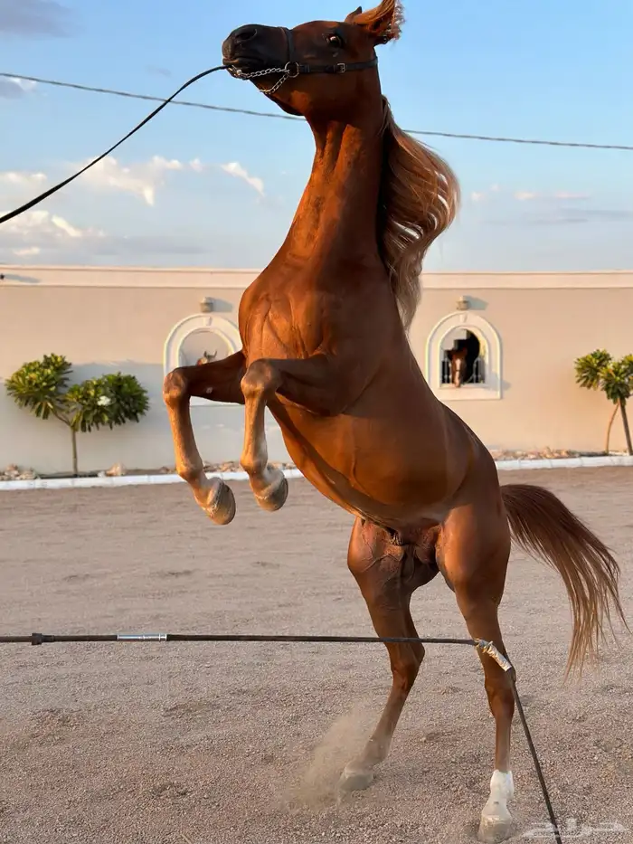 مربط واسطبل خيل 4