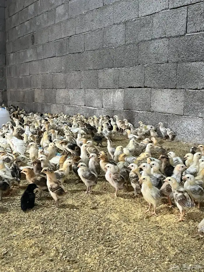 صوص صيصان دجاج بلدي فواتح العدد 12 الف 4