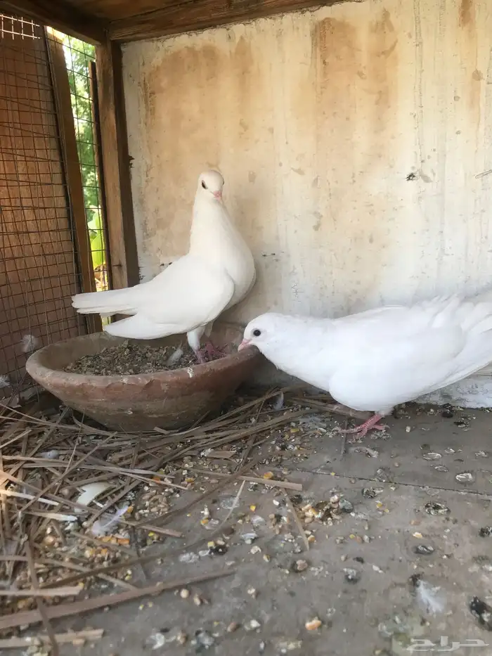 حمام صنعاني حجم صغير وصوت ناعم 3