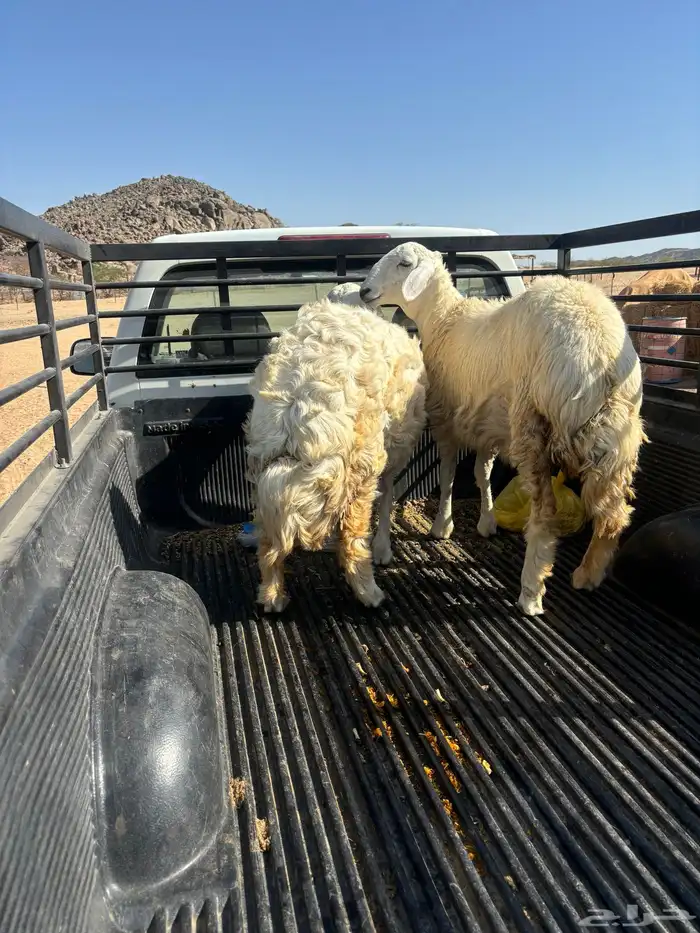 الشميسي طريق الخواجات 3