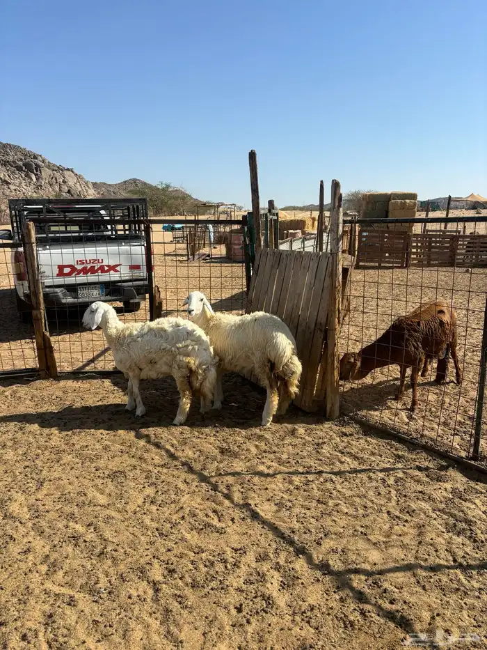 الشميسي طريق الخواجات 0