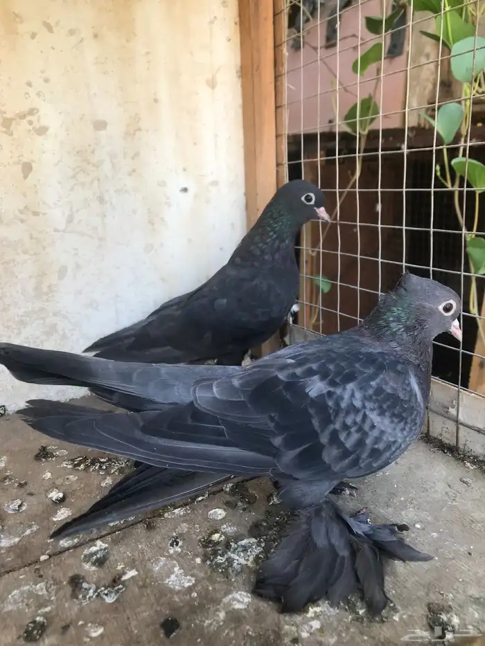 حمام صنعاني حجم صغير وصوت ناعم 8