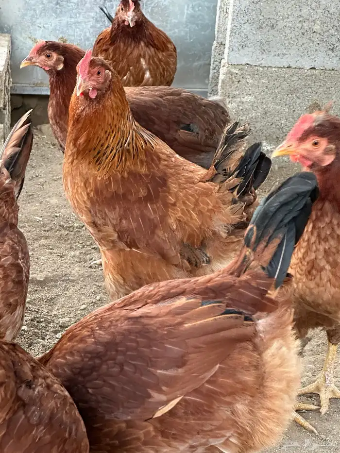 بيض دجاج فرنسي أحمر بيور مخصب للفقاسات تخصيب عالي مع الضمان 15