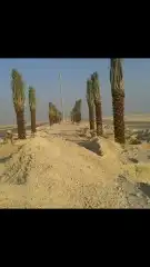 زراعه نخيل 0