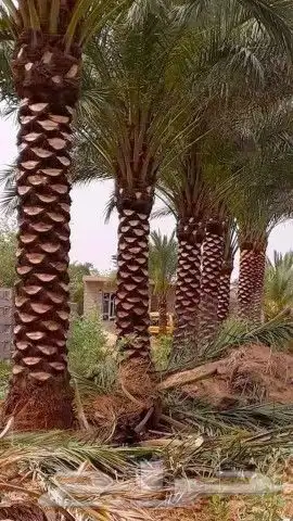 تنسيق حدائق وشبكات ري 14