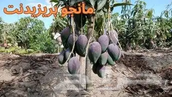 مستعدون لتركيب شبكات الرى و تأسيس مزارع الخضروات و الفواكه 7