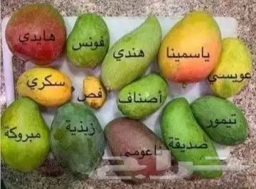 مستعدون لتركيب شبكات الرى و تأسيس مزارع الخضروات و الفواكه 17