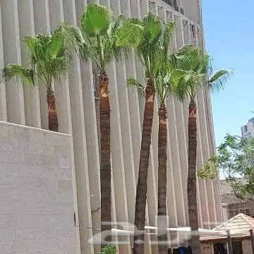 تنسيق حدائق وشبكات ري 12