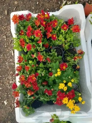 ثيل طبيعي وجميع انواع الزرع الطبيعي بكافه المقاسات 2