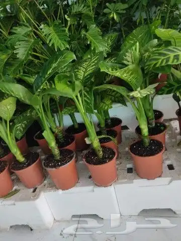 ثيل طبيعي وجميع انواع الزرع الطبيعي بكافه المقاسات 4