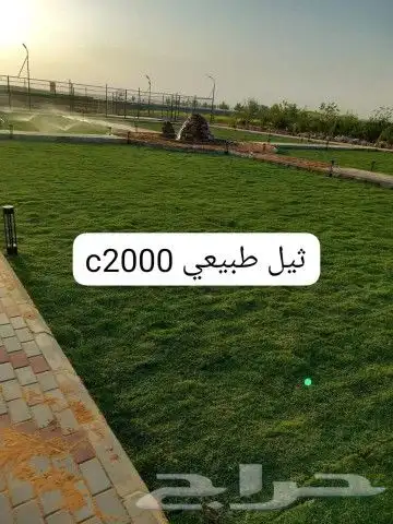 ثيل طبيعي وجميع انواع الزرع الطبيعي بكافه المقاسات 0