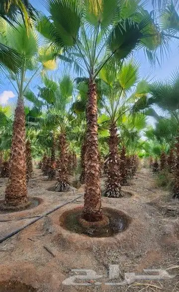 نخل وشنطتي زينه يوجد لدينا جميع المقاسات والحجام ونخل عربي 4