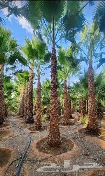 نخل وشنطتي زينه يوجد لدينا جميع المقاسات والحجام ونخل عربي 0