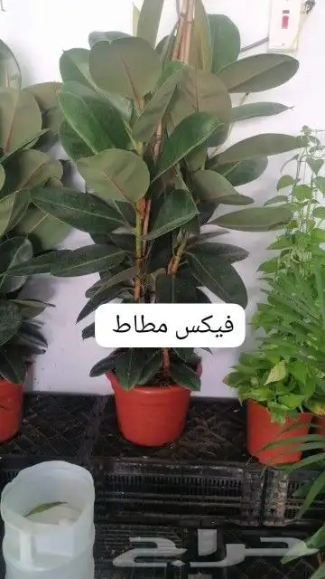 ثيل طبيعي وجميع انواع الزرع الطبيعي بكافه المقاسات 7
