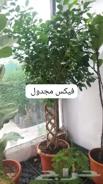 ثيل طبيعي وجميع انواع الزرع الطبيعي بكافه المقاسات 9