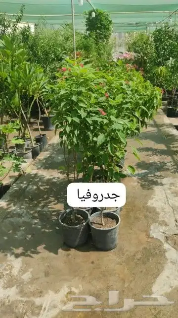 ثيل طبيعي وجميع انواع الزرع الطبيعي بكافه المقاسات 5