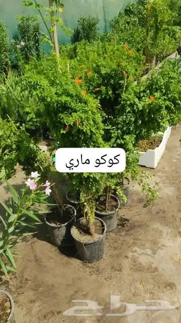 ثيل طبيعي وجميع انواع الزرع الطبيعي بكافه المقاسات 8