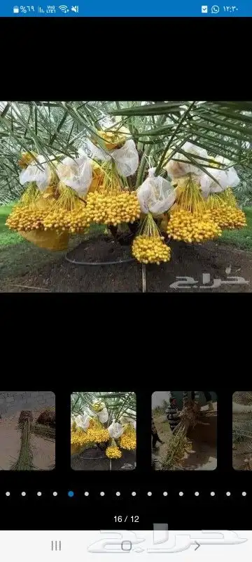 مقال تكريب تنضيف إي شغله لنخل 9