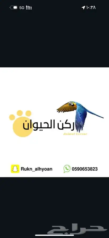 نشتري جميع انواع الطيور 0