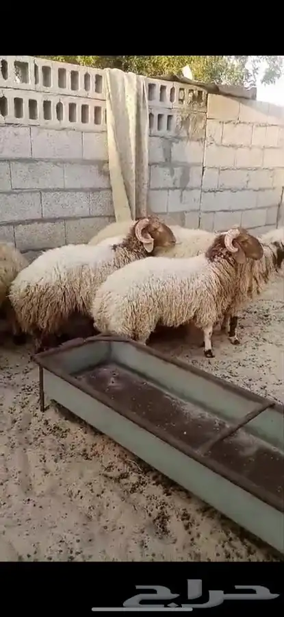 ذبايح هرافى حري ونعيمي شي نظيف وناهي وكل الاعمار موجوده 2