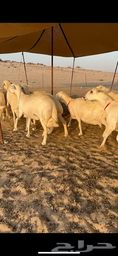 غنم حرية صنف جروم طيبه العدد 35 معاها فحل 2
