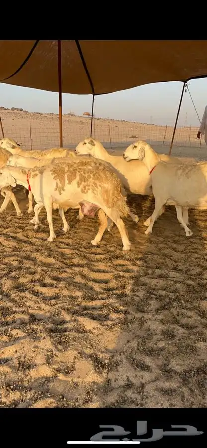 غنم حرية صنف جروم طيبه العدد 35 معاها فحل 1