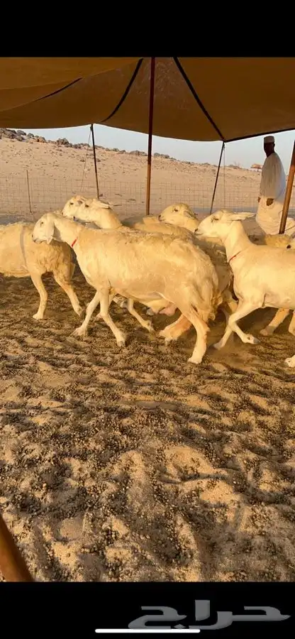 غنم حرية صنف جروم طيبه العدد 35 معاها فحل 0