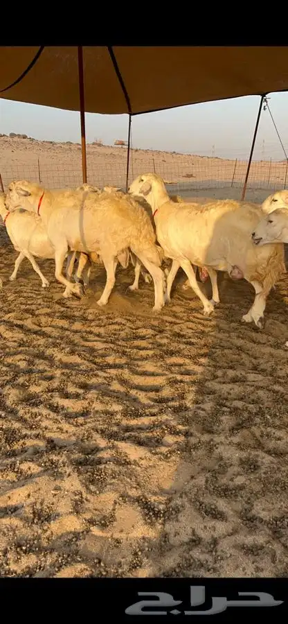 غنم حرية صنف جروم طيبه العدد 35 معاها فحل 6