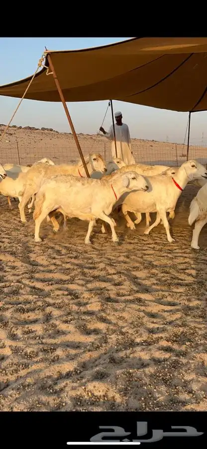 غنم حرية صنف جروم طيبه العدد 35 معاها فحل 4