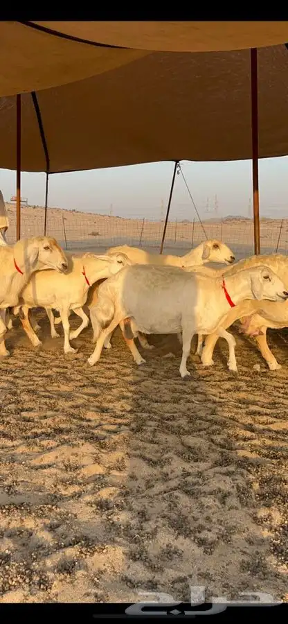 غنم حرية صنف جروم طيبه العدد 35 معاها فحل 5