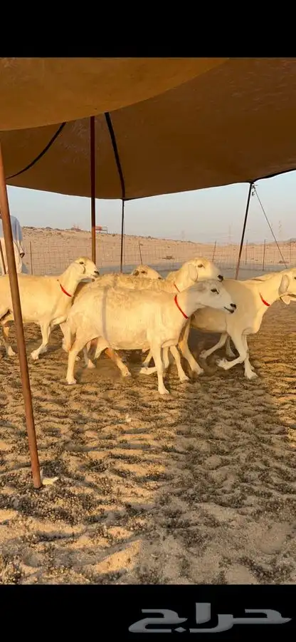 غنم حرية صنف جروم طيبه العدد 35 معاها فحل 3