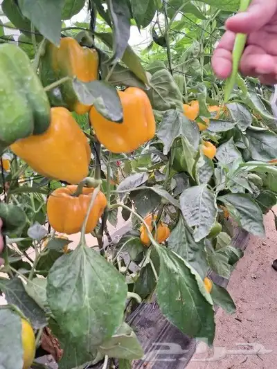 مستعدون لتركيب شبكات الرى و تأسيس مزارع الخضروات و الفواكه 9