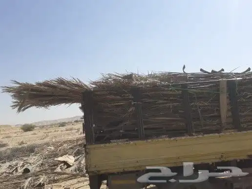 جريد وسعف نخل 0