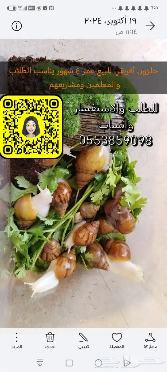 حلزون أفريقي كل الأعمار و عرض خاص لطلاب المدارس ومشاريعهم 0