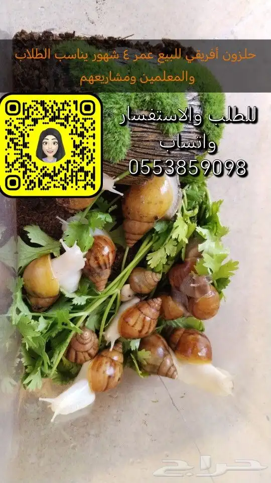 حلزون أفريقي كل الأعمار و عرض خاص لطلاب المدارس ومشاريعهم 1