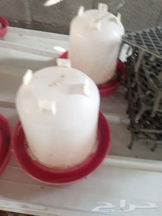 أغراض مشروع دواجن 1