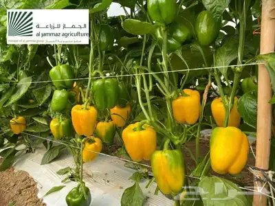 مستعدون لتركيب شبكات الرى و تأسيس مزارع الخضروات و الفواكه 8